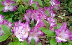 Fawn Azalea - 2 Gallon Pot 12 Fawn Azalea - 2 Gallon Pot -Stylish Garden Plant Store azalea fawn 7