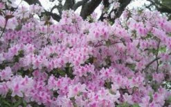 George L. Taber Southern Indica Azalea - 3 Gallon Pot -Stylish Garden Plant Store azalea george taber 10