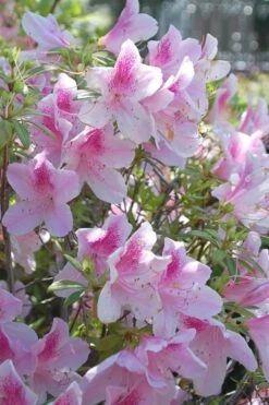 George L. Taber Southern Indica Azalea - 3 Gallon Pot -Stylish Garden Plant Store azalea george taber 11