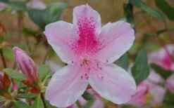 George L. Taber Southern Indica Azalea - 3 Gallon Pot -Stylish Garden Plant Store azalea george taber 13