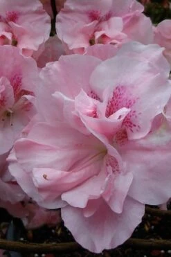 Nancy Of Robin Hill Azalea - 2 Gallon Pot -Stylish Garden Plant Store azalea nancy at robin hill 1