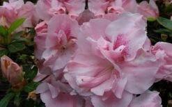 Nancy Of Robin Hill Azalea - 2 Gallon Pot -Stylish Garden Plant Store azalea nancy of robin hill 3
