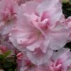 Nancy Of Robin Hill Azalea - 2 Gallon Pot 1 Nancy Of Robin Hill Azalea - 2 Gallon Pot -Stylish Garden Plant Store azalea nancy of robin hill 4