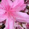 Northlake Beauty Azalea - 3 Gallon Pot 1 Northlake Beauty Azalea - 3 Gallon Pot -Stylish Garden Plant Store azalea northlake beauty 10