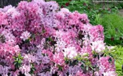 Northlake Beauty Azalea - 3 Gallon Pot -Stylish Garden Plant Store azalea northlake beauty 13
