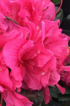 Perfecto Mundo Double Dark Pink Reblooming Azalea - 2 Gallon Pot -Stylish Garden Plant Store azalea perfecto mundo double dark pink 1