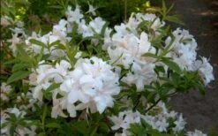White Lights Cold Hardy Azalea - 1 Gallon Pot -Stylish Garden Plant Store azalea white lights 2