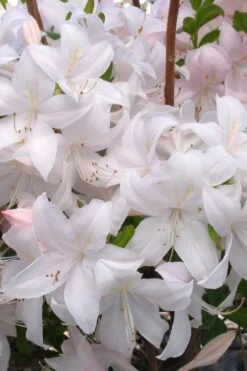 White Lights Cold Hardy Azalea - 1 Gallon Pot -Stylish Garden Plant Store azalea white lights 3