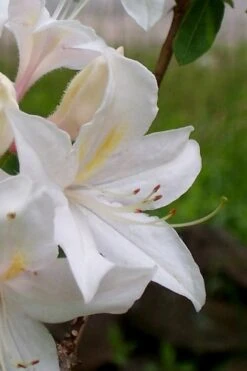 White Lights Cold Hardy Azalea - 1 Gallon Pot -Stylish Garden Plant Store azalea white lights 4