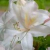 White Lights Cold Hardy Azalea - 1 Gallon Pot -Stylish Garden Plant Store azalea white lights 6