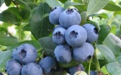 Alapaha Rabbiteye Blueberry - 7 Gallon Pot 9 Alapaha Rabbiteye Blueberry - 7 Gallon Pot -Stylish Garden Plant Store blueberry alapaha