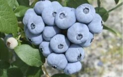 Northern Highbush Blueberry (Vaccinum Corymbosum) - 3 Gallon Pot -Stylish Garden Plant Store blueberry northern20highbush 3 800x500 3