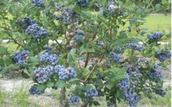 Northern Highbush Blueberry (Vaccinum Corymbosum) - 1 Gallon Pot -Stylish Garden Plant Store blueberry northern20highbush 800x500 2