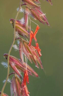 Side Oats Grama Grass (Bouteloua Curtipendula) - 6 Pack Of 1 Gallon Pots