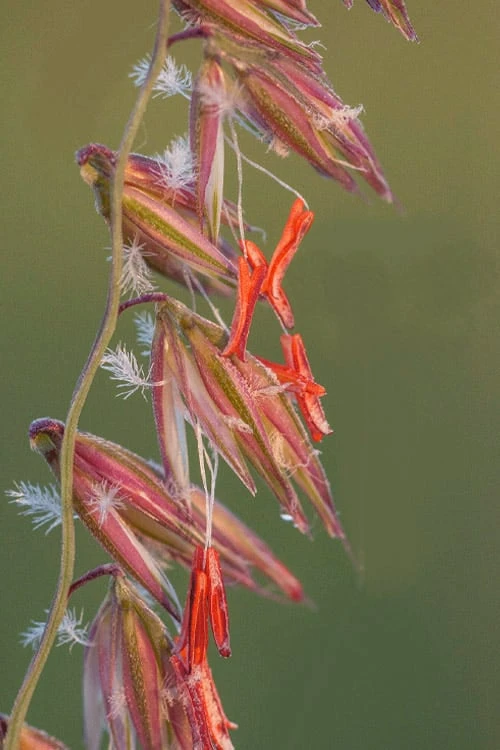Side Oats Grama Grass (Bouteloua Curtipendula) - 6 Pack Of 1 Gallon Pots 3 Side Oats Grama Grass (Bouteloua Curtipendula) - 6 Pack Of 1 Gallon Pots