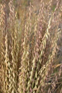 Side Oats Grama Grass (Bouteloua Curtipendula) - 6 Pack Of 1 Gallon Pots 16 Side Oats Grama Grass (Bouteloua Curtipendula) - 6 Pack Of 1 Gallon Pots -Stylish Garden Plant Store bouteloua curtipendula side oats grama grass 3