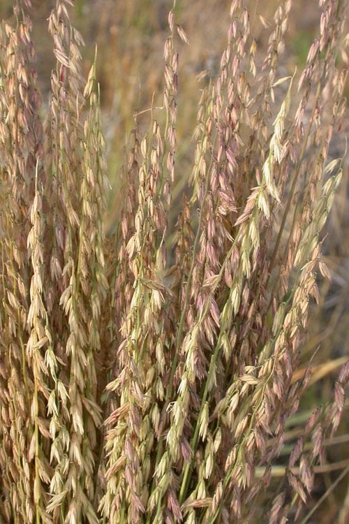 Side Oats Grama Grass (Bouteloua Curtipendula) - 6 Pack Of 1 Gallon Pots 9 Side Oats Grama Grass (Bouteloua Curtipendula) - 6 Pack Of 1 Gallon Pots - Image 7