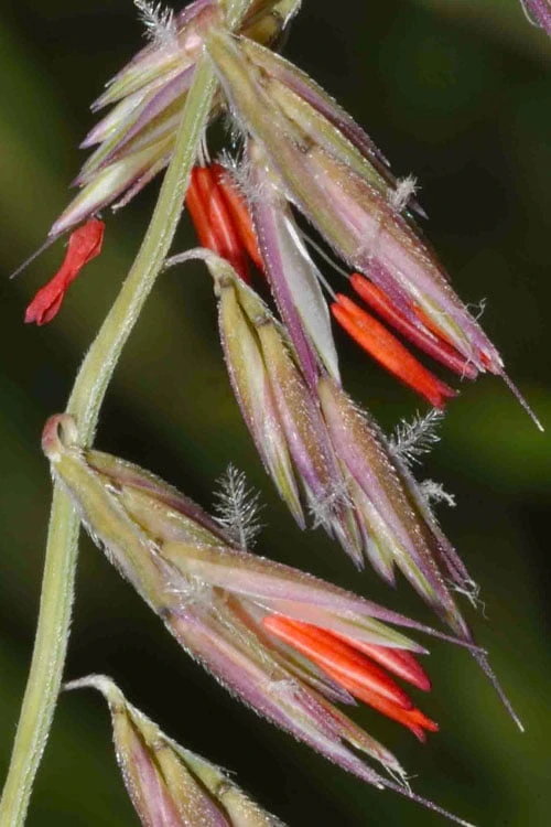 Side Oats Grama Grass (Bouteloua Curtipendula) - 6 Pack Of 1 Gallon Pots 7 Side Oats Grama Grass (Bouteloua Curtipendula) - 6 Pack Of 1 Gallon Pots - Image 5