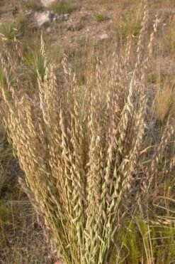 Side Oats Grama Grass (Bouteloua Curtipendula) - 6 Pack Of 1 Gallon Pots 17 Side Oats Grama Grass (Bouteloua Curtipendula) - 6 Pack Of 1 Gallon Pots -Stylish Garden Plant Store bouteloua curtipendula side oats grama grass 5