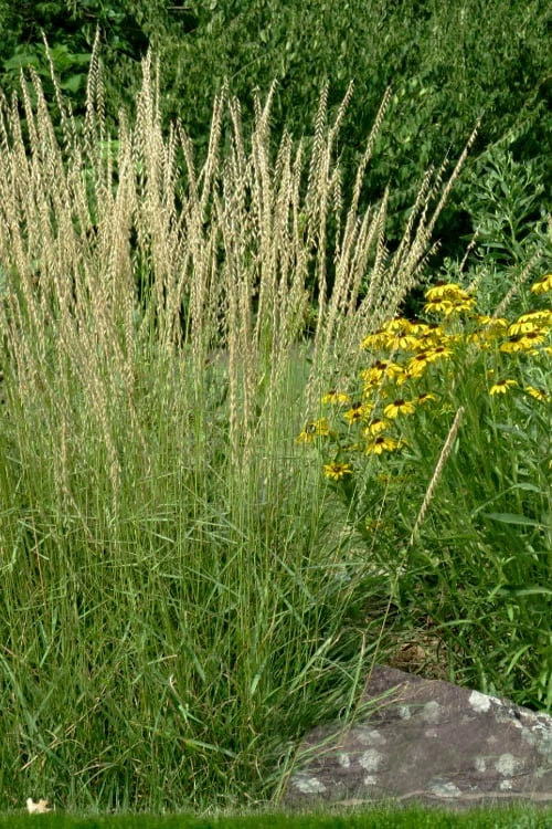 Side Oats Grama Grass (Bouteloua Curtipendula) - 6 Pack Of 1 Gallon Pots 6 Side Oats Grama Grass (Bouteloua Curtipendula) - 6 Pack Of 1 Gallon Pots - Image 4