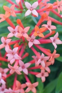 Estrellita Little Star Firecracker Bush (Bouvardia) - 3 Pack Of Quart Pots -Stylish Garden Plant Store bouvardia estrellita little star firecracker bush 1