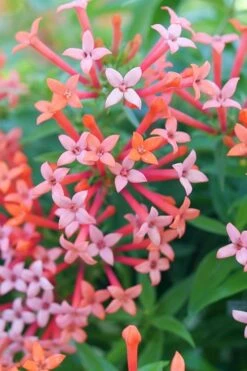 Estrellita Little Star Firecracker Bush (Bouvardia) - 3 Pack Of Quart Pots -Stylish Garden Plant Store bouvardia estrellita little star firecracker bush 2
