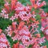 Estrellita Little Star Firecracker Bush (Bouvardia) - 3 Pack Of Quart Pots 2 Estrellita Little Star Firecracker Bush (Bouvardia) - 3 Pack Of Quart Pots -Stylish Garden Plant Store bouvardia estrellita little star firecracker bush 3