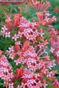 Estrellita Little Star Firecracker Bush (Bouvardia) - 3 Pack Of Quart Pots