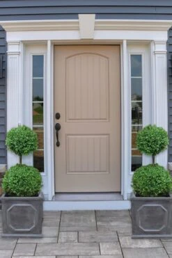 Common Boxwood 2-Ball Poodle Tier Topiary (Buxus Sempervirens) - 3 Gallon Pot (Short) -Stylish Garden Plant Store boxwood two ball poodle tier 2