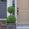 Common Boxwood 2-Ball Poodle Tier Topiary (Buxus Sempervirens) - 3 Gallon Pot (Short) -Stylish Garden Plant Store boxwood two ball poodle tier 3