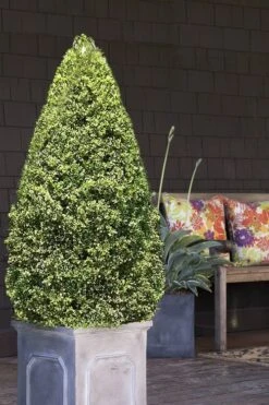 Variegated Boxwood (Buxus Sempervirens 'Aureovariegata') - 2 Gallon Pot - SALE -Stylish Garden Plant Store boxwood variegated cone 2