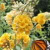 Honeycomb Yellow Butterfly Bush - 3 Gallon Pot -Stylish Garden Plant Store buddleia weyeriana honeycomb yellow butterfly bush 101