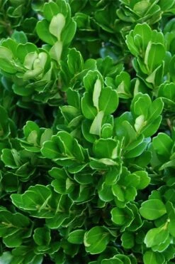 Richard Boxwood (Buxus Harlandii) - 3 Gallon Pot -Stylish Garden Plant Store buxus harlandii richard dwarf boxwood 2