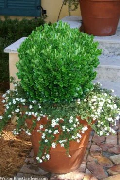 Richard Boxwood (Buxus Harlandii) - 3 Gallon Pot -Stylish Garden Plant Store buxus harlandii richard dwarf boxwood 4