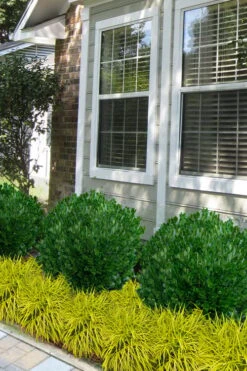 Richard Boxwood (Buxus Harlandii) - 3 Gallon Pot -Stylish Garden Plant Store buxus harlandii richard dwarf boxwood 5