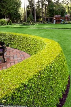 Golden Triumph Variegated Dwarf Boxwood - 3 Gallon Pot -Stylish Garden Plant Store buxus microphylla golden triumph boxwood hedge 2