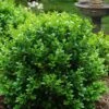 Little Missy Dwarf Boxwood - 5 Pack Of Quart Pots 1 Little Missy Dwarf Boxwood - 5 Pack Of Quart Pots -Stylish Garden Plant Store buxus microphylla little missy dwarf boxwood 1