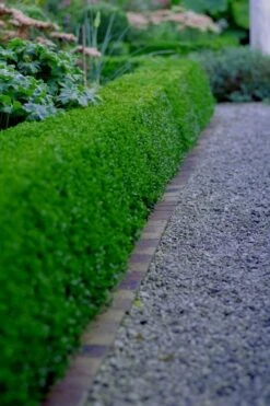 Little Missy Dwarf Boxwood - 5 Pack Of Quart Pots -Stylish Garden Plant Store buxus microphylla little missy dwarf boxwood 3