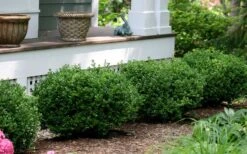 Little Missy Dwarf Boxwood - 5 Pack Of Quart Pots -Stylish Garden Plant Store buxus microphylla little missy dwarf boxwood 5