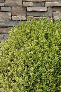 Variegated Boxwood (Buxus Sempervirens 'Aureovariegata') - 2 Gallon Pot - SALE -Stylish Garden Plant Store buxus sempervirens aureovariegata variegated boxwood 10