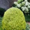 Variegated Boxwood (Buxus Sempervirens 'Aureovariegata') - 2 Gallon Pot - SALE -Stylish Garden Plant Store buxus sempervirens aureovariegata variegated boxwood 5