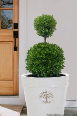 Dwarf English Boxwood Two-Ball Poodle Tier Topiary - 3 Gallon Pot -Stylish Garden Plant Store buxus sempervirens suffriticosa standard two ball topiary boxwood 5
