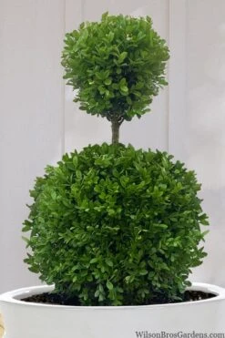 Dwarf English Boxwood Two-Ball Poodle Tier Topiary - 3 Gallon Pot -Stylish Garden Plant Store buxus sempervirens suffruticosa standard two ball topiary boxwood 10
