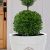 Dwarf English Boxwood Two-Ball Poodle Tier Topiary - 3 Gallon Pot -Stylish Garden Plant Store buxus sempervirens suffruticosa standard two ball topiary boxwood 4