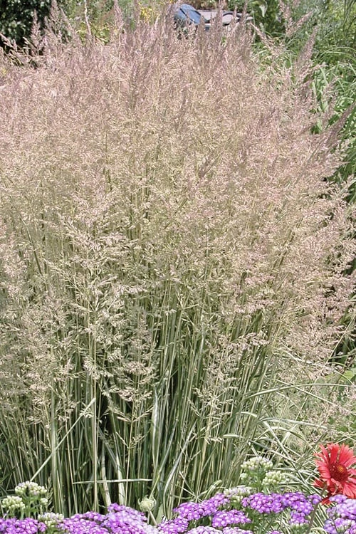 Avalanche Feather Reed Grass (Calamagrostis) - 3 Gallon Pot 7 Avalanche Feather Reed Grass (Calamagrostis) - 3 Gallon Pot - Image 5