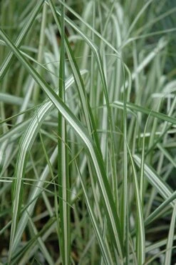 Avalanche Feather Reed Grass (Calamagrostis) - 3 Gallon Pot 10 Avalanche Feather Reed Grass (Calamagrostis) - 3 Gallon Pot -Stylish Garden Plant Store calamagrostis x acutiflora avalanche feather reed grass 6