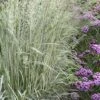 Avalanche Feather Reed Grass (Calamagrostis) - 3 Gallon Pot -Stylish Garden Plant Store calamagrostis x acutiflora avalanche feather reed grass 8