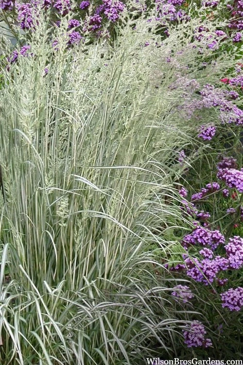 Avalanche Feather Reed Grass (Calamagrostis) - 3 Gallon Pot 3 Avalanche Feather Reed Grass (Calamagrostis) - 3 Gallon Pot