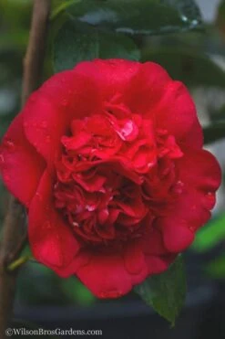 April Tryst Camellia Japonica - 7 Gallon Pot (3-4') -Stylish Garden Plant Store camellia april tryst 21