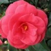 Arctic Rose Cold Hardy Red Camellia - 1 Gallon Pot -Stylish Garden Plant Store camellia arctic rose 1